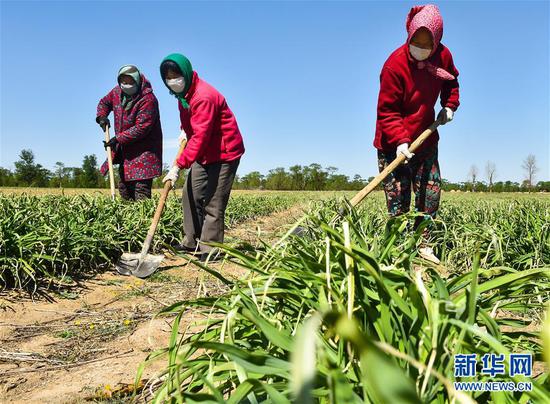  5月11日，農民在山西省大同市云州區西坪鎮唐家堡村邊的黃花菜地里除草。新華社發（柴婷 攝）